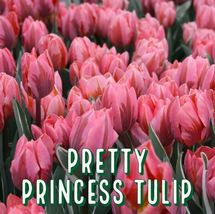 7 Bulbs Pretty Princess Tulip Bulb Perennials Unique Varieties - $26.38