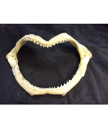 Large Shark Jaw  Blacktip 12 in x 6 in from the Florida Keys - $3,062.12 MXN