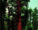 Grizzly Géant Tree Mariposa Bosquet Yosemite National Park Ca Chrome Pos... - $3.02