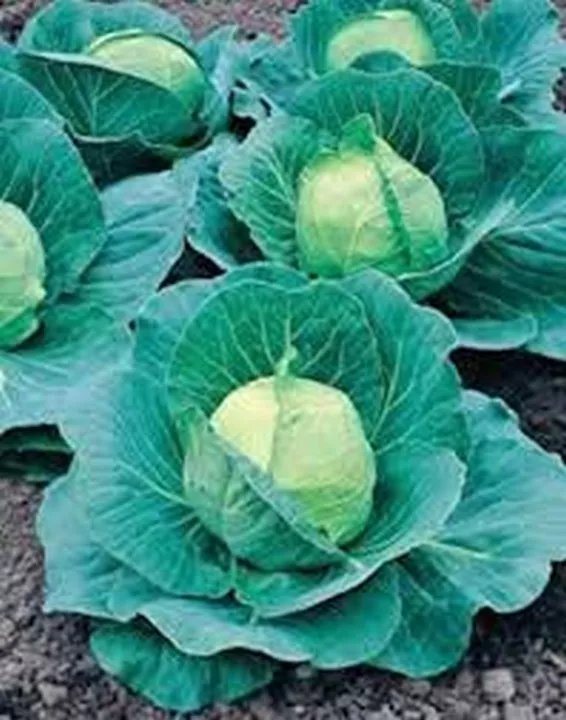 BStore Cabbage Golden Acre 200 Seeds - £7.71 GBP