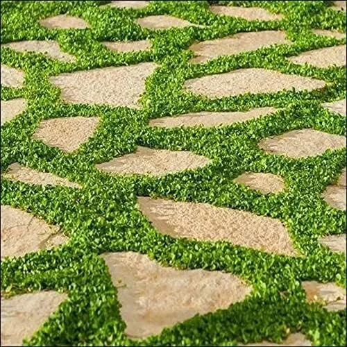 25 Seeds Carpet Vine Groundcover Very Hardy Garden - £5.66 GBP