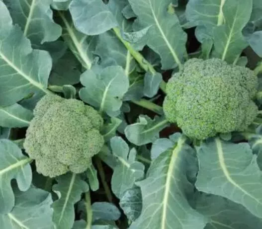 Asteroid Broccoli Seeds (50 Seeds) Grow Heirloom Vegetables - £10.48 GBP