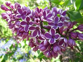 Lilac Sensation, Heirloom, Unusual Bi-Color Flowers, 1 Year Old Plant #MVK02 - £74.48 GBP