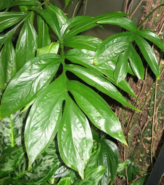 Fresh Tree Philodendron Split Leaf Cut-Leaf Selloum House Plant 10 Lacy Seeds Us - £10.14 GBP