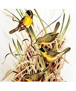 American Warblers Yellowthroats 1957 Lithograph Bird Art Print John H Di... - £39.32 GBP