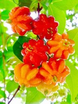 Pitanga 10 seeds Eugenia uniflora Suriname Cayenne Brazilian cherry - £11.61 GBP