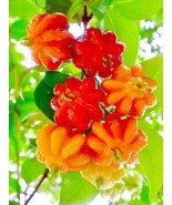 Pitanga 10 seeds Eugenia uniflora Suriname Cayenne Brazilian cherry - $20.20 CAD