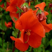 THJAR Mask Flower (Alonsoa Warscewiczii Scarlet)- 100 seeds - $4.99