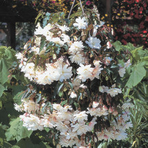 Simple Pack 15 seed  Begonia tuberous illumination white f1 - £6.80 GBP