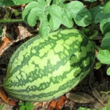 Florida Giant Watermelon Seeds  Heirloom Fresh Garden - £7.08 GBP