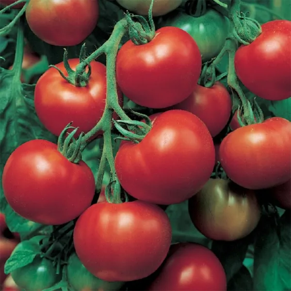 50 Tomato Seeds Tomato Super Sioux Slicing Tomato Garden - $13.00