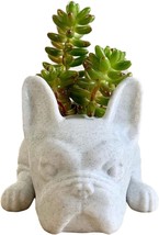 Dysetcs Resin Dog Succulent Planter Mini Puppy Air Plant Planter,French, White - £31.26 GBP