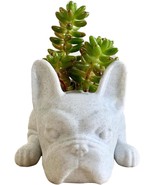 Dysetcs Resin Dog Succulent Planter Mini Puppy Air Plant Planter,French,... - £28.83 GBP
