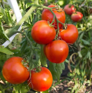 50 Seeds Arkansas Traveler Tomato Juicy Tomatoe Vegetable Edible Food Fresh - £8.06 GBP