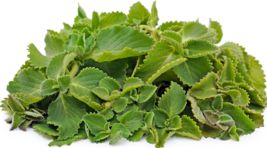 Xo 10 of Leaves Cuban Oregano HOJAS (Organic) latin cuisine herb leaft - £13.14 GBP