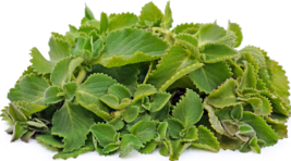 Xo 10 of Leaves Cuban Oregano HOJAS (Organic) latin cuisine herb leaft - £12.64 GBP