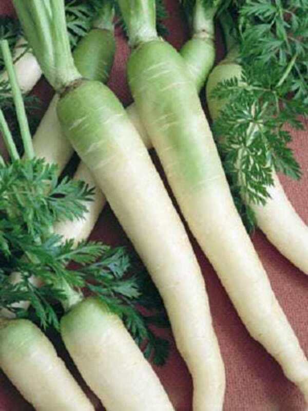 Garden Store 300 Seeds Lunar White Carrot Daucus Carota Vegetable - $6.50