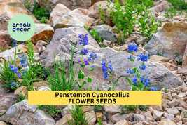 Bluestem Penstemon Seeds – Penstemon cyanocaulis – 100mg for Planting, C... - $5.85+