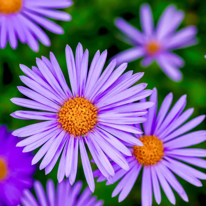 100 + Aster New England Perennial Fall Flowers Wildflowers - £6.31 GBP