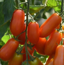 25 Pc Seeds Tomato Marzito Vegetable Plant, Tomato Seeds for Planting | RK - £23.04 GBP