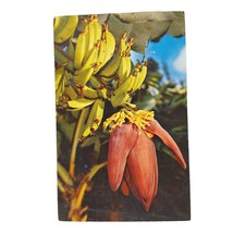 Postcard A Banana Blossom Florida Chrome Posted - £5.51 GBP