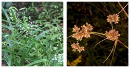 3 Scirpus polyphyllus | Leafy Bulrush | Bareroot | Live Plant  - $44.99