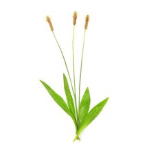 Pure Herbs: Plantain - 4 oz. (Natural Herbal Extracts) image 2