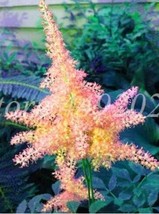 Mix Astilbe Chinensis Pumila Flowers Perennial PlantsTropical Potted Flo... - £4.75 GBP