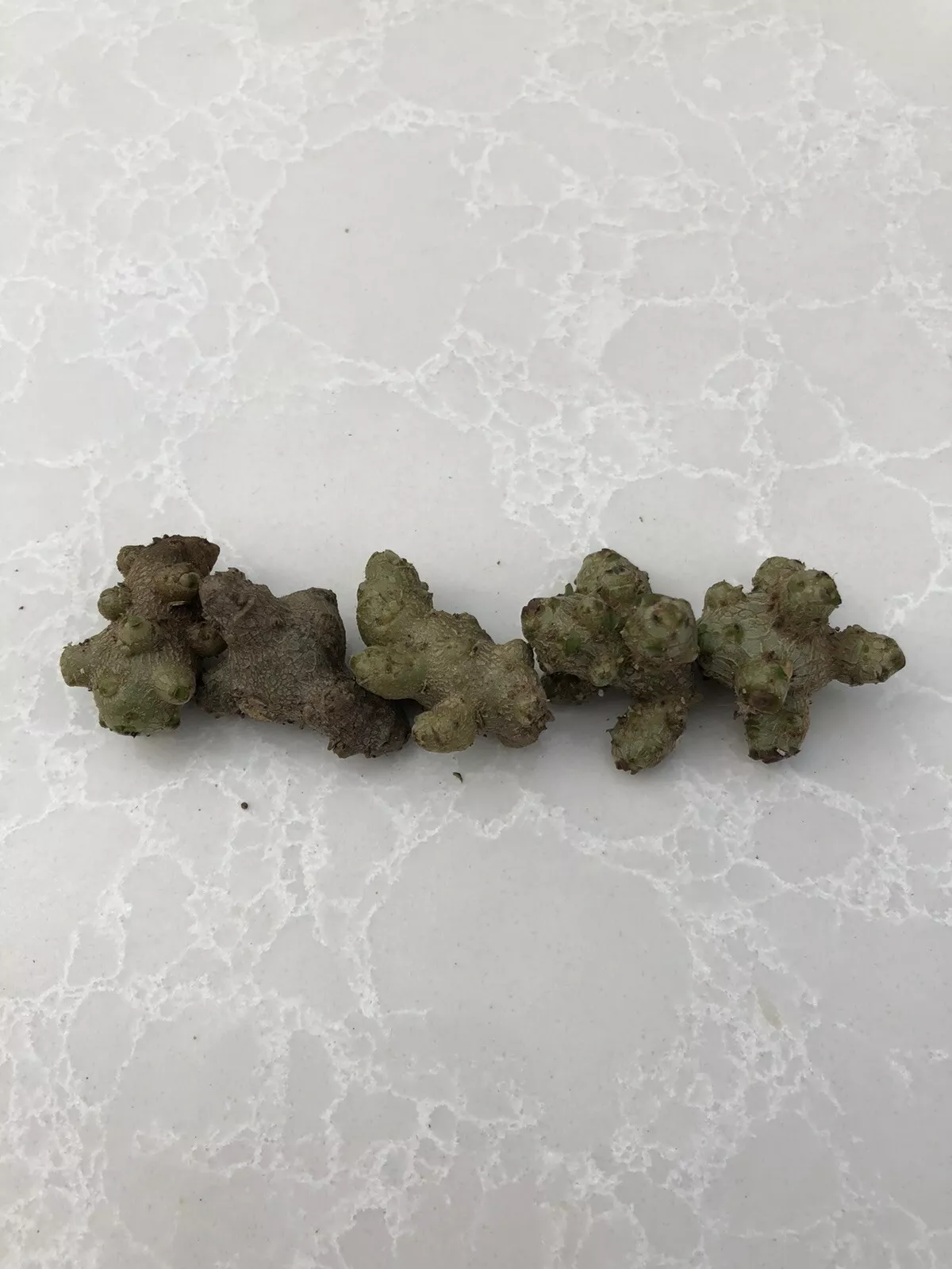 5pcs Fresh Anredera Cordifolia Heartleaf Maderavine climbing vegetable b... - $27.67