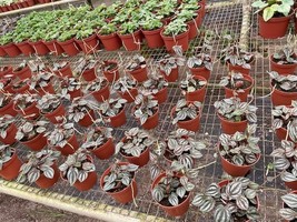 BubbleBlooms Peperomia Turboensis Wholesale Bulk Plants 4 inch 15-Pack - £164.69 GBP