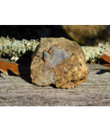 Petrified Wood Fossil Specimen 325g from Wyoming for Lapidary Display Co... - $41.16 CAD