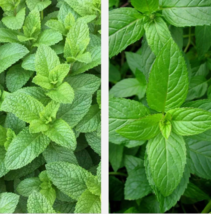 HT 500 Mixed Mint Seeds Peppermint  Spearmint Herb Non-Gmo Planting Seeds - $152.84 MXN