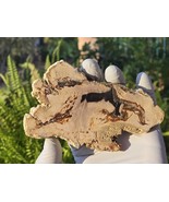 Petrified Wood Stone Decorative Crystal Slice (M19) - $405.45 MXN