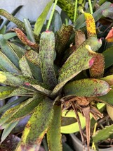 Exotic TROPICAL LANDSCAPE PLANT Pup Bromeliad colorful -unbranded - $401.18 MXN