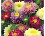 1000Powder Puff Aster Seed Mix(Callistephus Chinensis)Cut Flowers Fast S... - £7.18 GBP