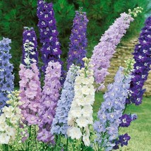 50 Crystal Mix Delphinium Seeds Flower Bloom Seed Flowers 761 Gardening USA SHIP - $8.98