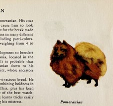 Pomeranian 1939 Toy Dog Breed Art Ole Larsen Color Plate Print Antique P... - $41.05 CAD