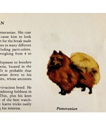 Pomeranian 1939 Toy Dog Breed Art Ole Larsen Color Plate Print Antique P... - $40.87 CAD