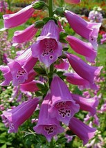 1000 Foxglove Seeds Heirloom Nongmo Digitalis Purpurea HerbFrom US - $8.35