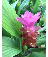 10 Curcuma longa Rhizomes ,Turmeric Rhizomes Free Phytosanitary certificate - $1,119.36 MXN