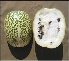 5 seeds Shark Fin Melon Heirloom Seeds Quick Growth Enjoy Soon - $11.99