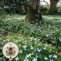 New Native Freckles Violet Ground Cover Seeds Perennial Viola Sororia Fresh Gard - $10.45