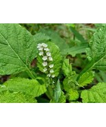 Daun Sangketan - Heliotropium Indicum Leaf (Powder), 80 Gram - $31.47 CAD