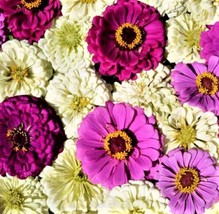 Beautiful Blueberry Cheesecake Zinnia Seeds 100  Seeds Fast Shipping - £6.38 GBP