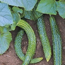 Vegetable Seeds 50 Seeds Suyo Long Cucumber Seeds Fresh Seeds USA - $19.64