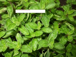 Oregano Seeds - Herb Seeds - BOGO - £0.78 GBP