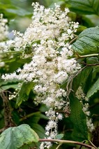 100 White Ocean Spray Shrub Creambush Mountain Spray Holodiscus Flower S... - $300.33 MXN