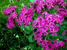 Grow In US Catchfly Flower  100 Fresh Seeds Silene Armeria - £6.18 GBP