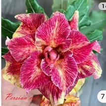 USA SELLER Persian Cat Desert Rose Adenium Obesum Small Rooted Seedling ... - $39.98