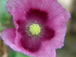 JGBOS Sell 500 Lauren’S Grape Poppy Seeds Beautiful Pods And Nongmo Flower - £6.59 GBP